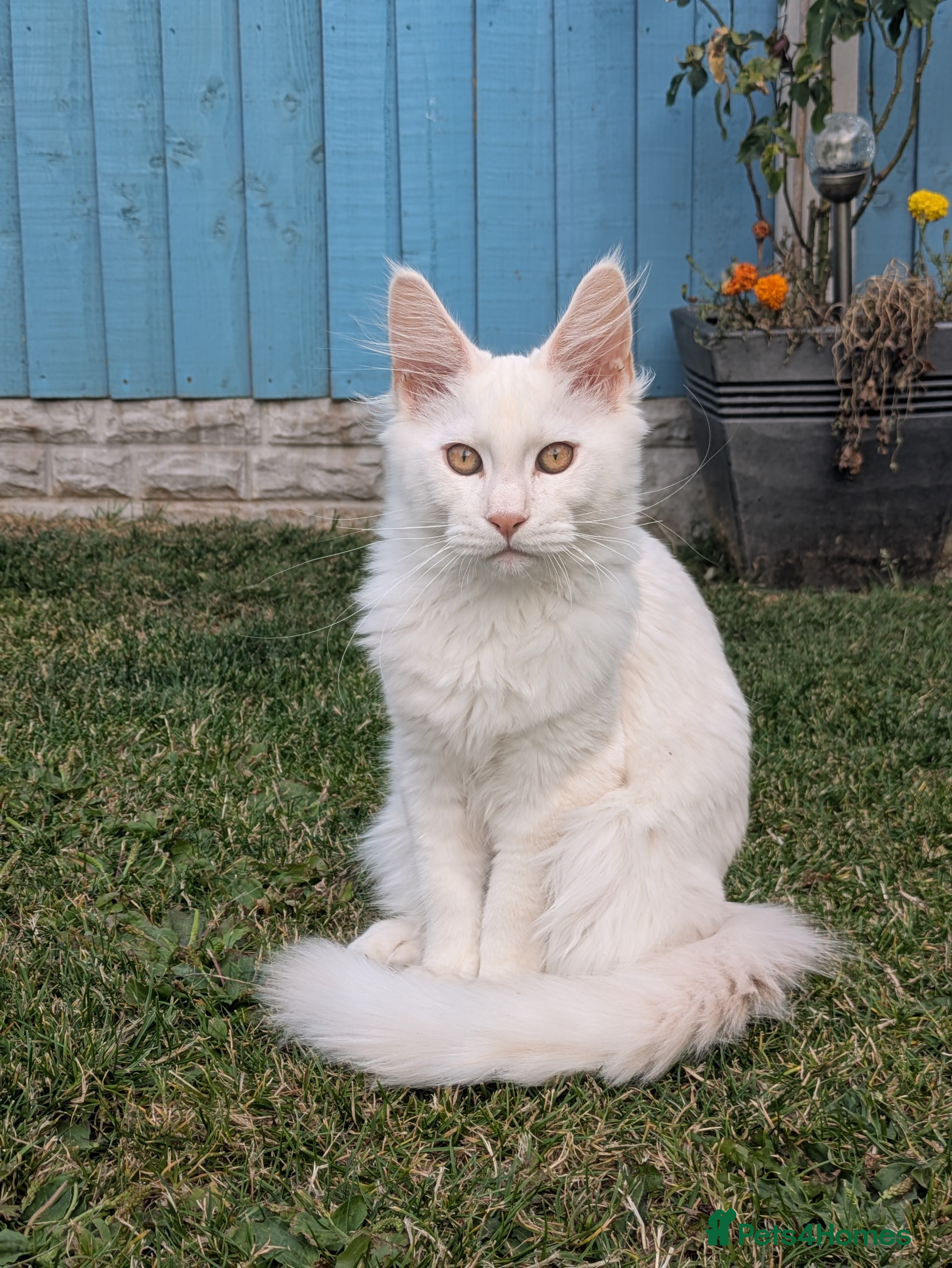 Maine Coon cats READY NOW Tica registered Male Maine coon kittens  - Advert 2