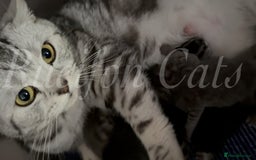 British Shorthair cats for sale: LAST British shorthair kitten GCCF registered - Image 6