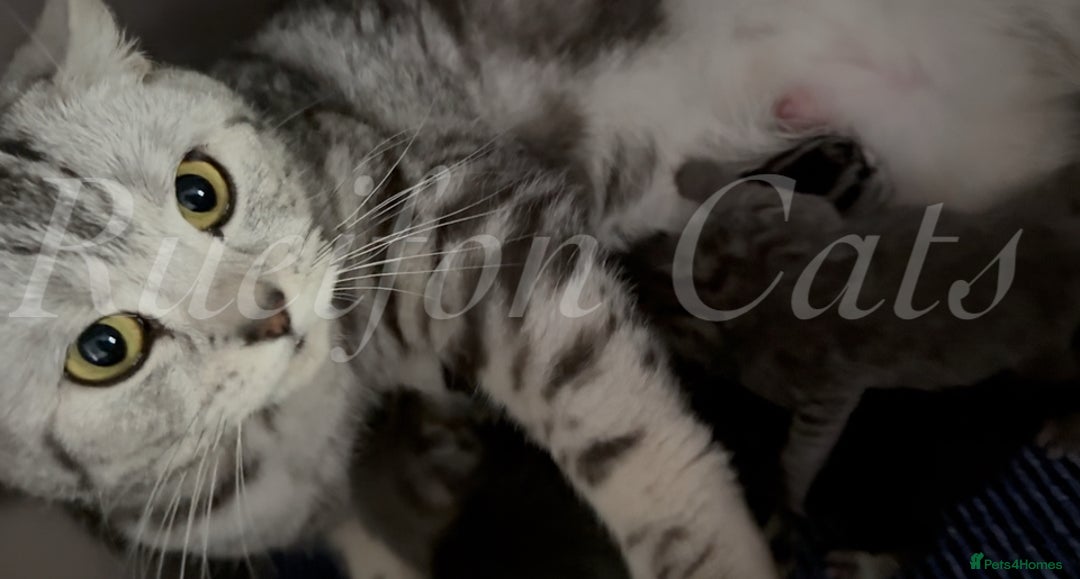 British Shorthair cats for sale: LAST British shorthair kitten GCCF registered - Image 6