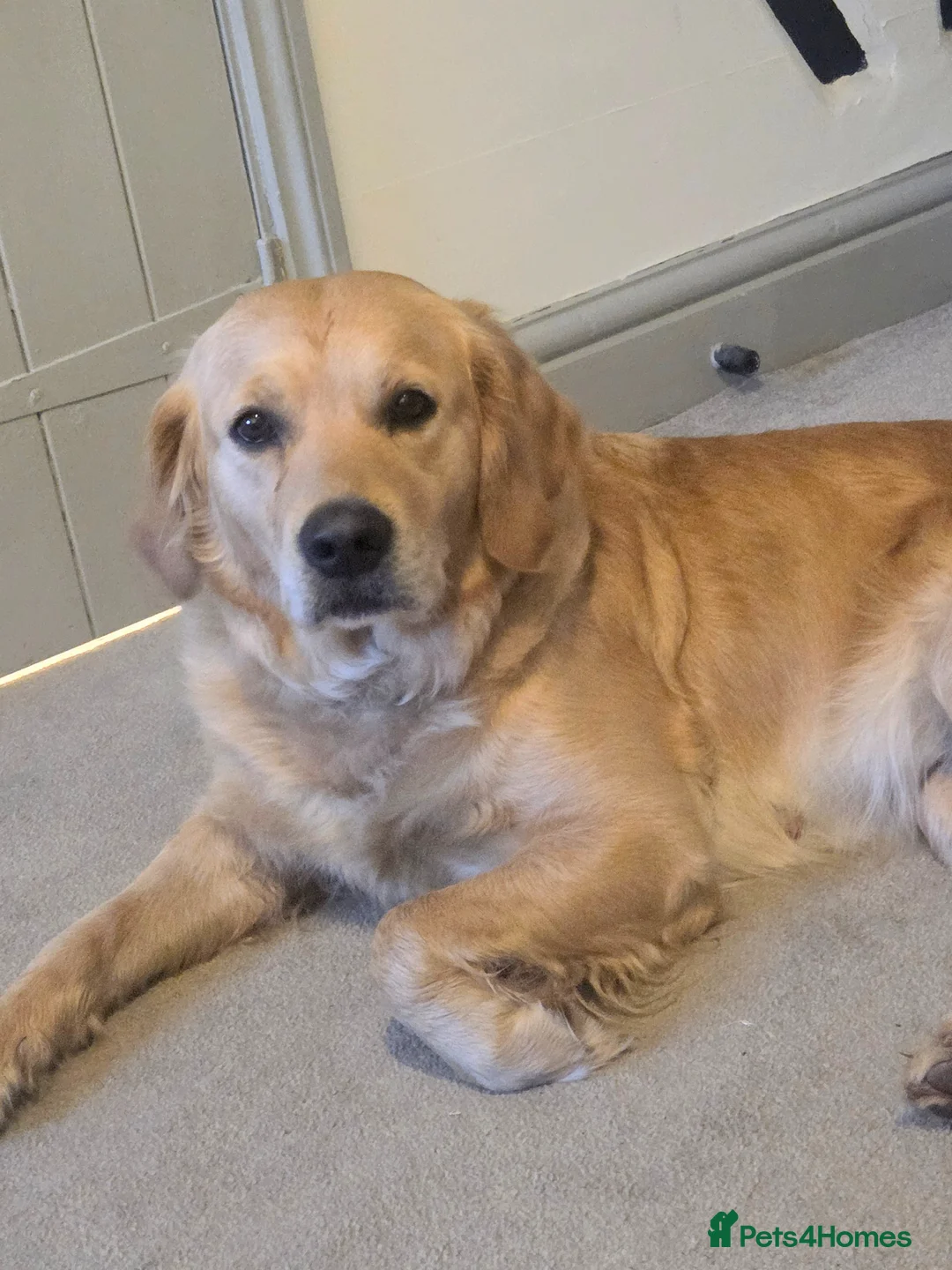 Golden Retriever dogs for sale: Working Golden Retriever Puppies Low Hip Scores - Advert 16