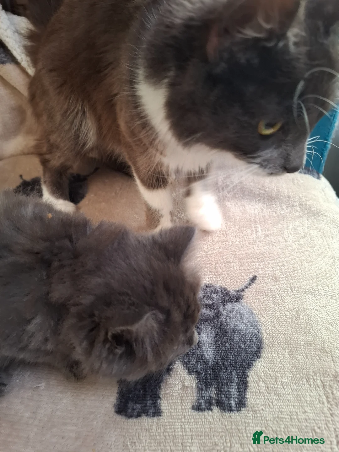 Mixed Breed cats for sale: 6 kittens and mother looking for forever homes ✨️ - Advert 2