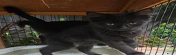 Persian cats for sale: Lovely half persian kitten - Advert 25