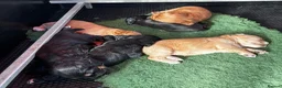 Cocker Spaniel dogs for sale: KC Registered Cocker Spaniels - Advert 4