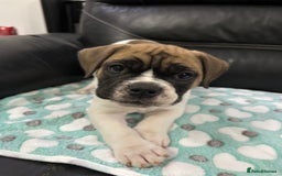 Old Tyme Bulldog dogs for sale: Old Tyme Bulldog puppies for sale - Image 22
