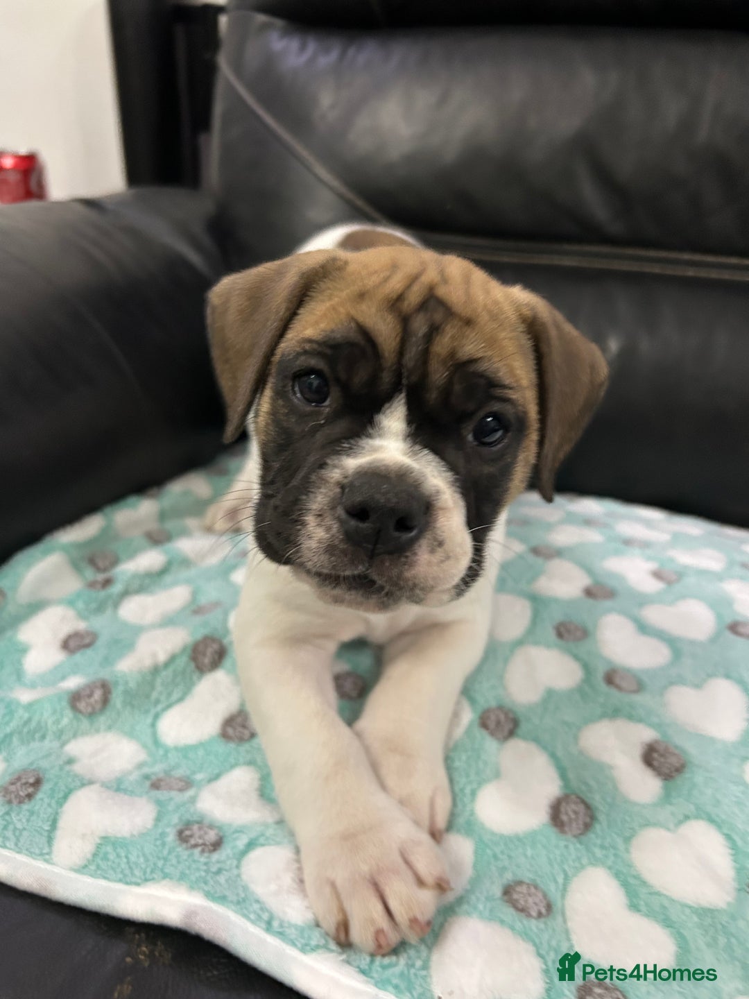 Old Tyme Bulldog dogs for sale: Old Tyme Bulldog puppies for sale - Image 22