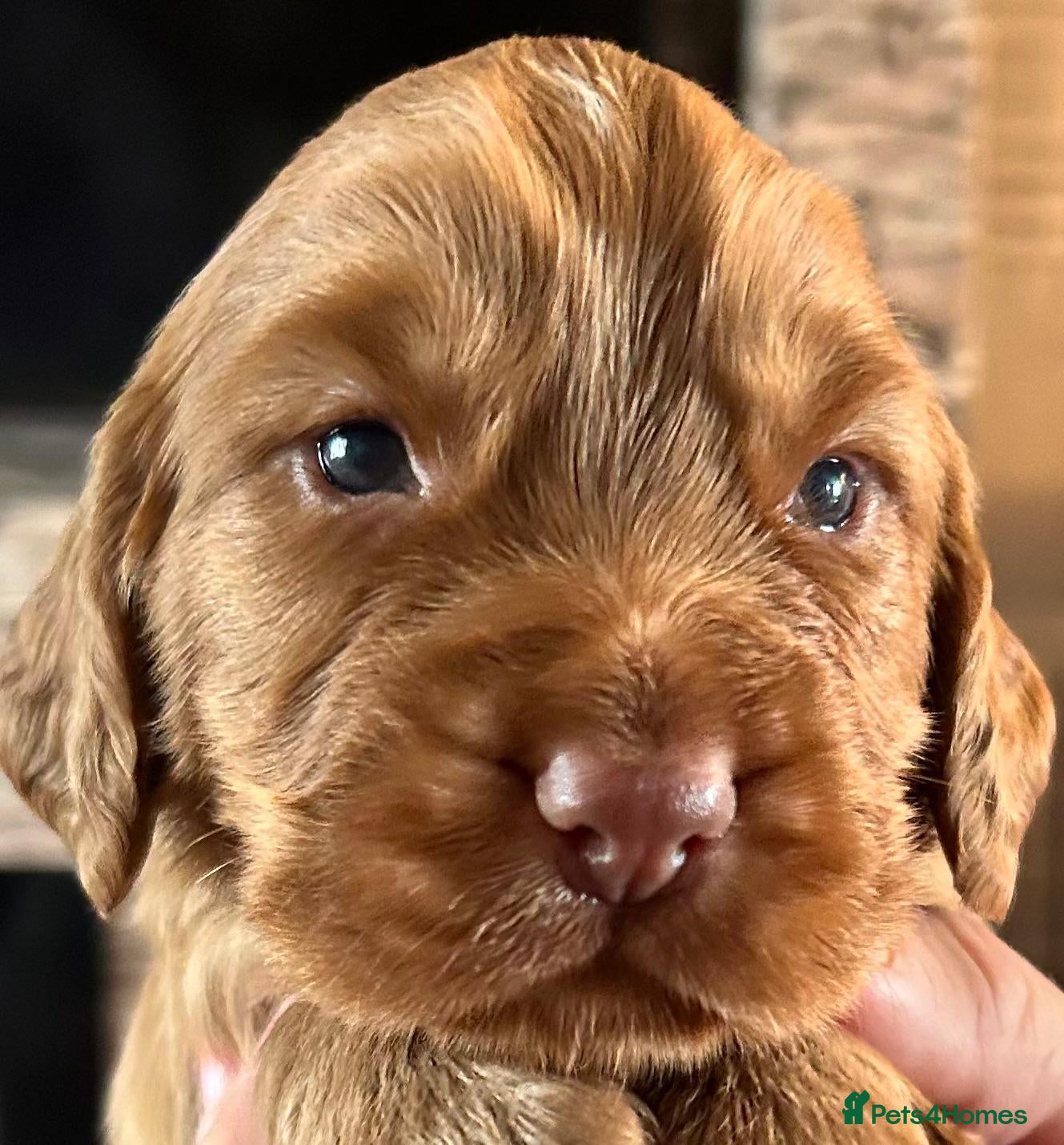 Cocker Spaniel dogs Golden Working Cocker Spaniel Puppies  - Advert 1