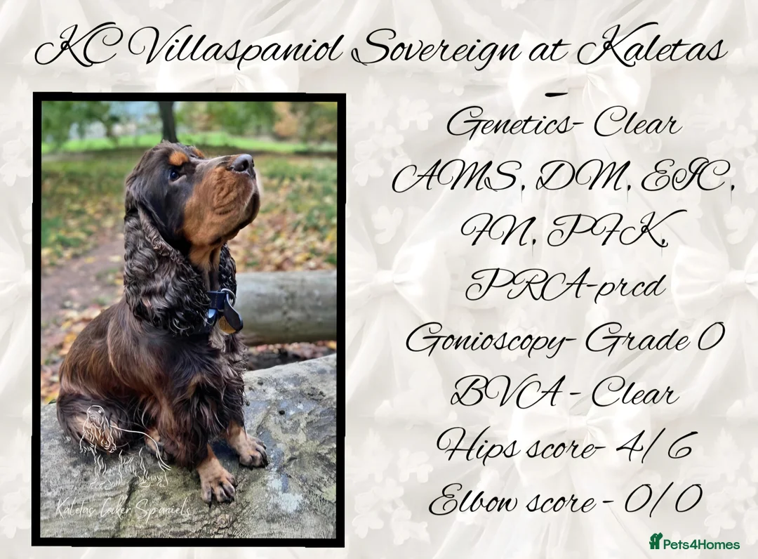Cocker Spaniel dogs for sale: FULLY Health tested English Cocker Spaniel puppies - Advert 4