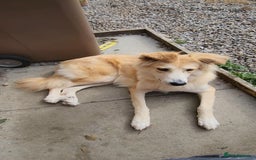 Mixed Breed dogs for adoption: Nina is approx 2 yrs old  - Image 2