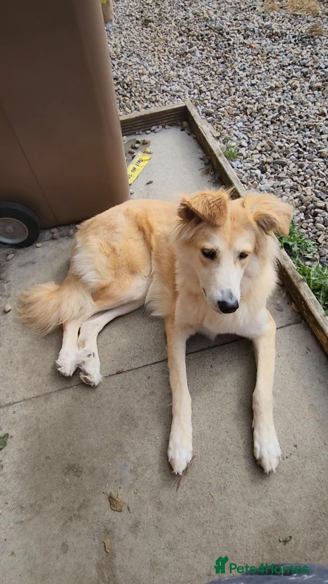 Mixed Breed dogs for adoption: Nina is approx 2 yrs old  - Image 2