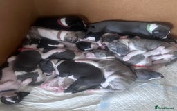 Whippet dogs for sale: Rare colours full pedigree KC Reg whippet pups  - Image 1
