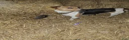 Mixed Breed dogs for sale: Beddy/jacks  in Girvan - Advert 27