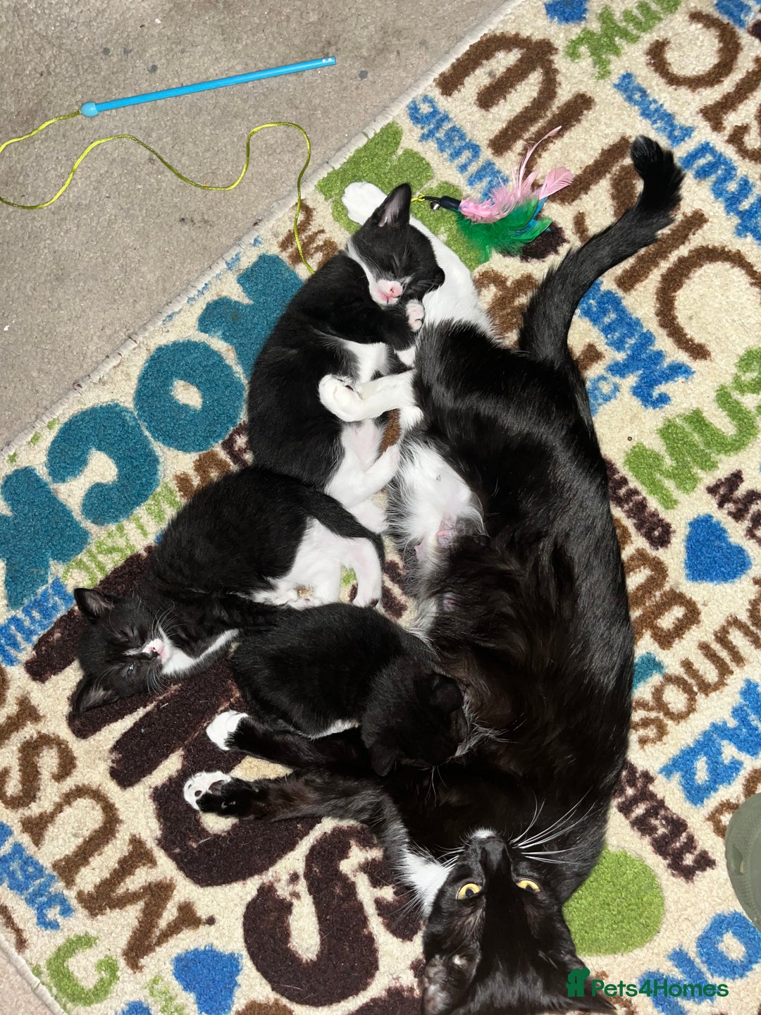 Mixed Breed cats for sale: Kittens for sale  - Advert 10