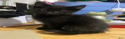 European cats for sale: 4 Black kittens - Advert 4