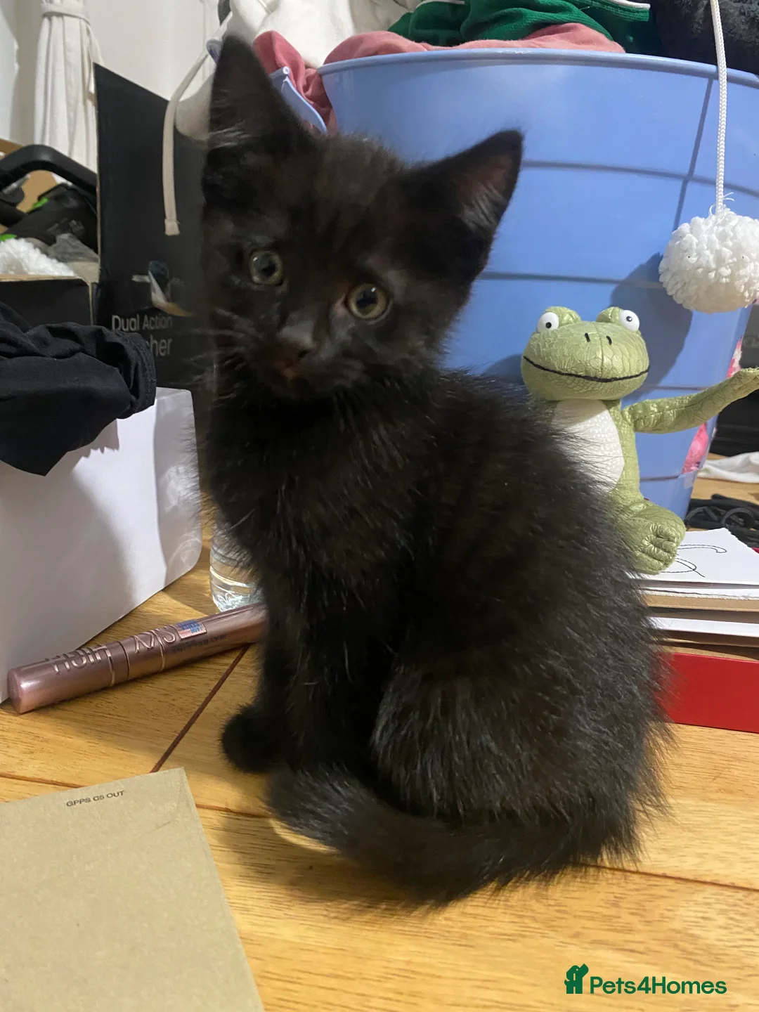 European cats for sale: 4 Black kittens - Advert 4