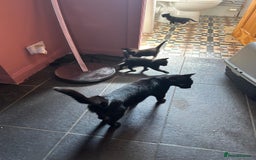 Mixed Breed cats for sale: Kittens for sale - Image 12