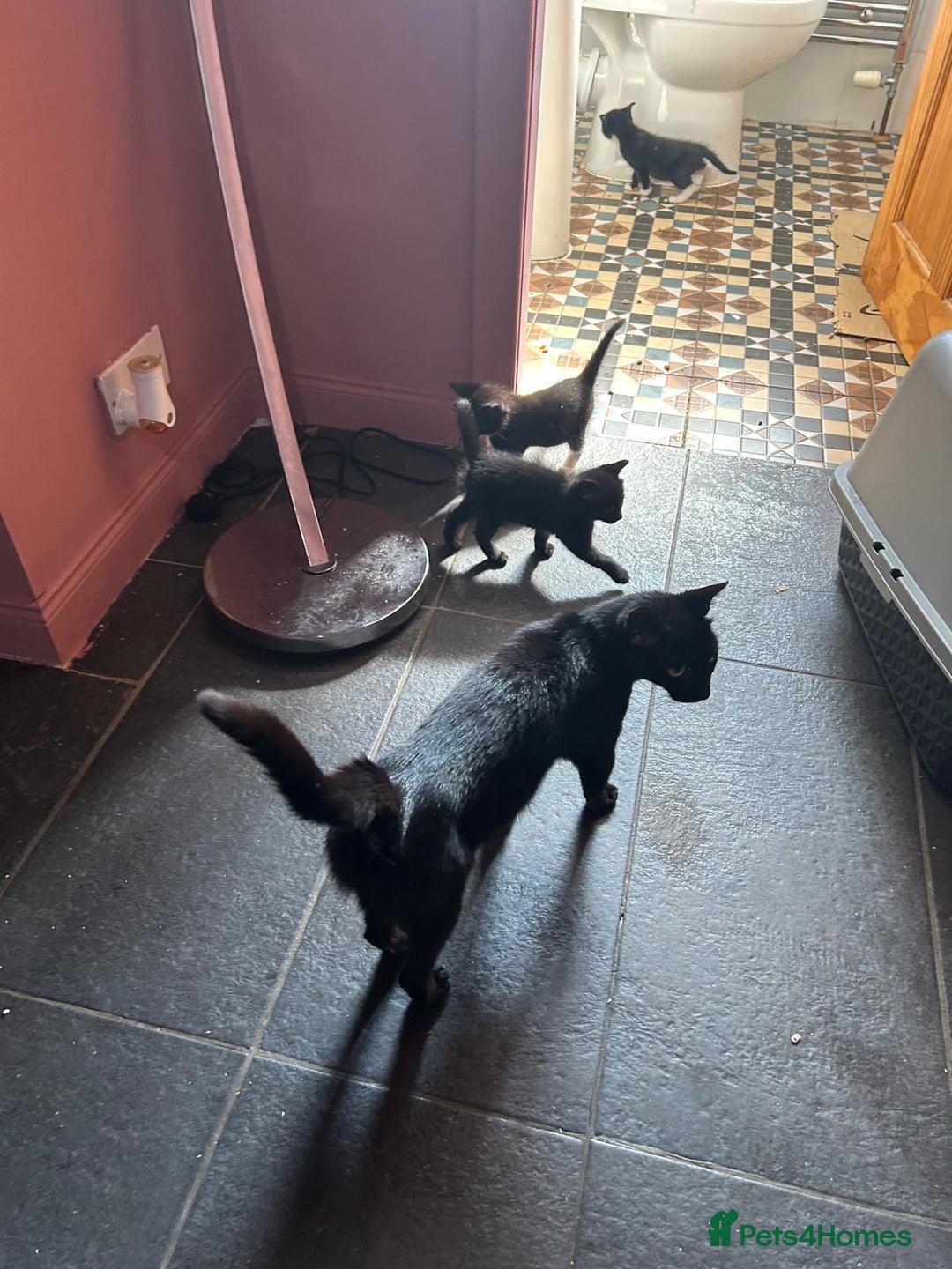 Mixed Breed cats for sale: Kittens for sale - Image 12