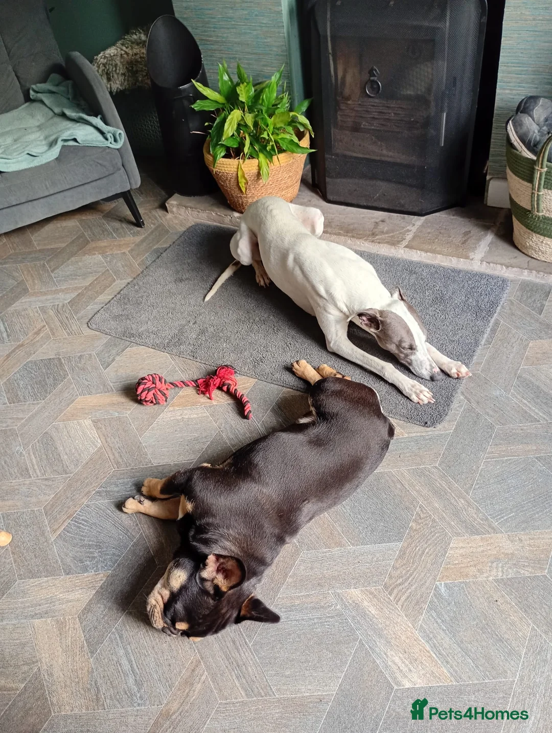 Whippet dogs for sale: 2 year Whippet for sale - Advert 4