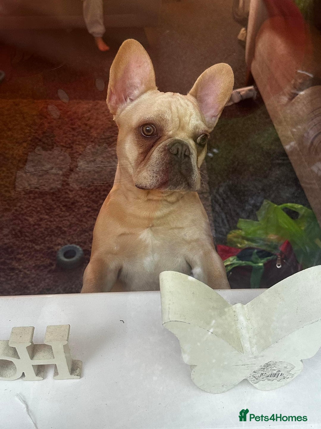 French Bulldog dogs for sale: Ronnie Frenchie  - Advert 2