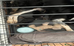 Mixed Breed dogs for sale: Puppie  - Image 2