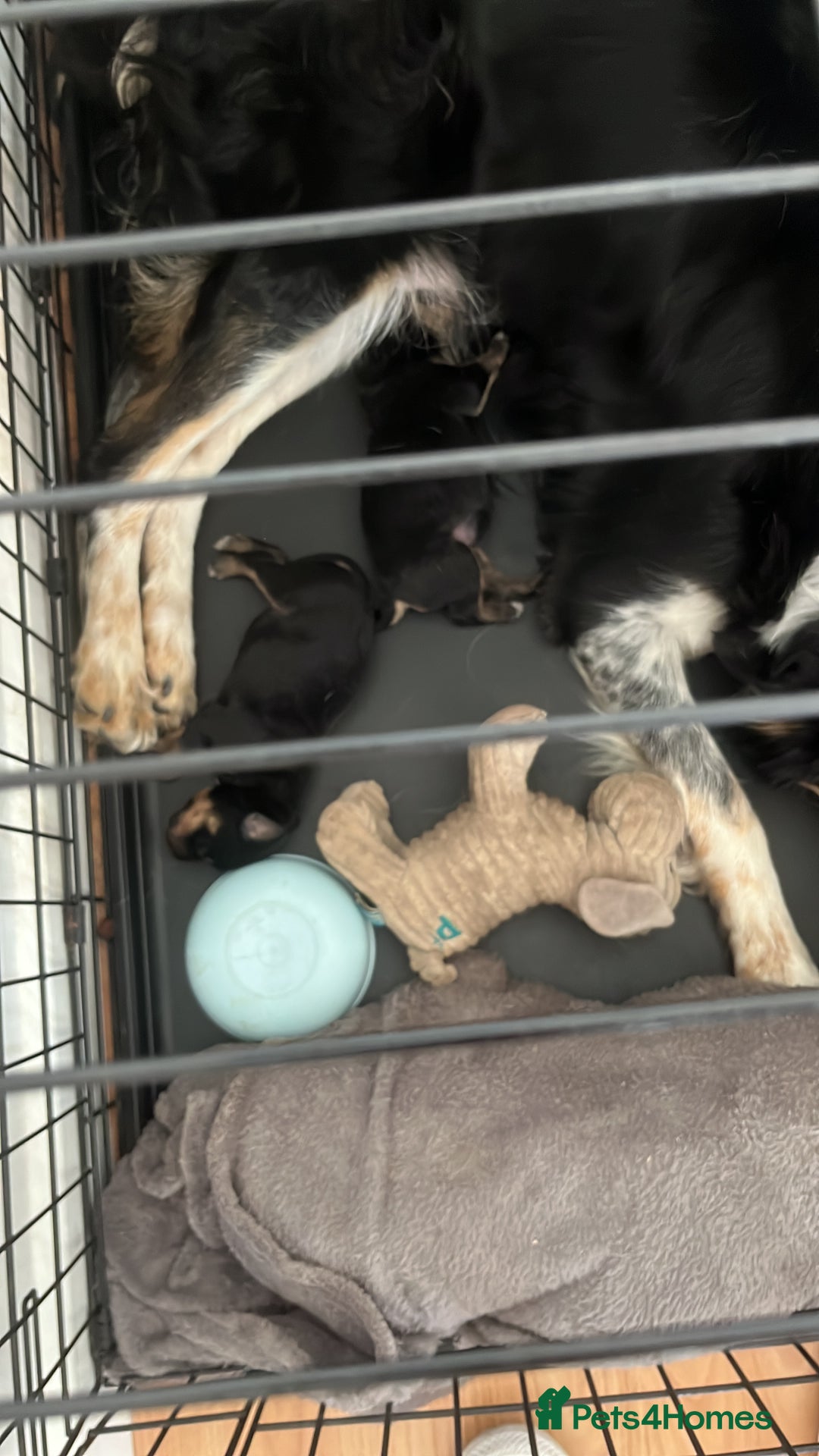 Mixed Breed dogs for sale: Puppie  - Image 2
