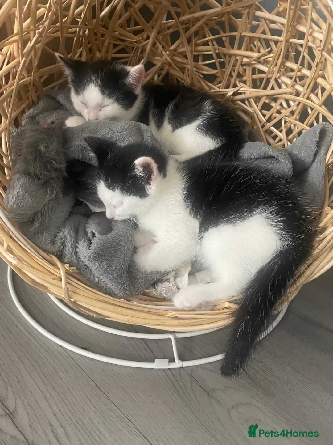 Mixed Breed cats for sale: Lovely twins kittens  - Advert 1