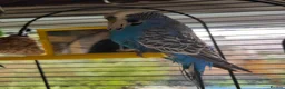 Budgerigars birds for sale: Pair of Bonded Adult Budgies  in Grantham - Advert 5