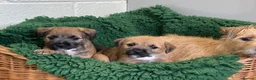 Mixed Breed dogs for sale: Border Terrier x Norfolk - Advert 5