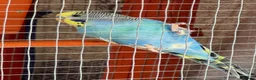 Budgerigars birds for sale: Full set up  in Bristol - Advert 3