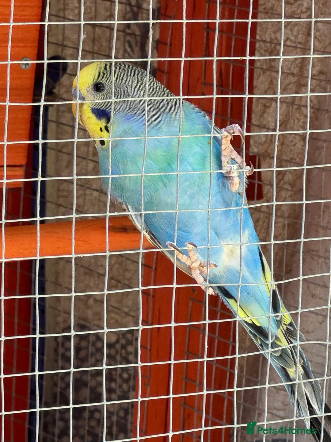 Budgerigars birds for sale: Full set up  in Bristol - Advert 3
