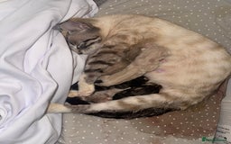 Bengal cats for sale: REDUCED Snow BengalS 1 REMAINING FEMALES REDUCED in Hook - Image 6