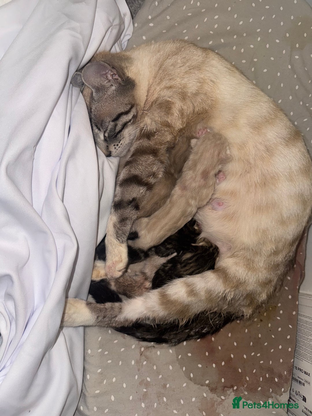 Bengal cats for sale: REDUCED Snow BengalS 1 REMAINING FEMALES REDUCED in Hook - Image 6