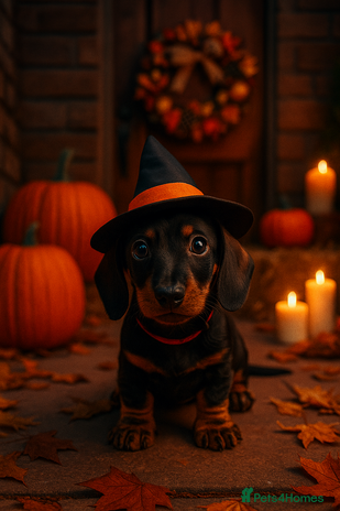 Dachshund dogs - Advert 2