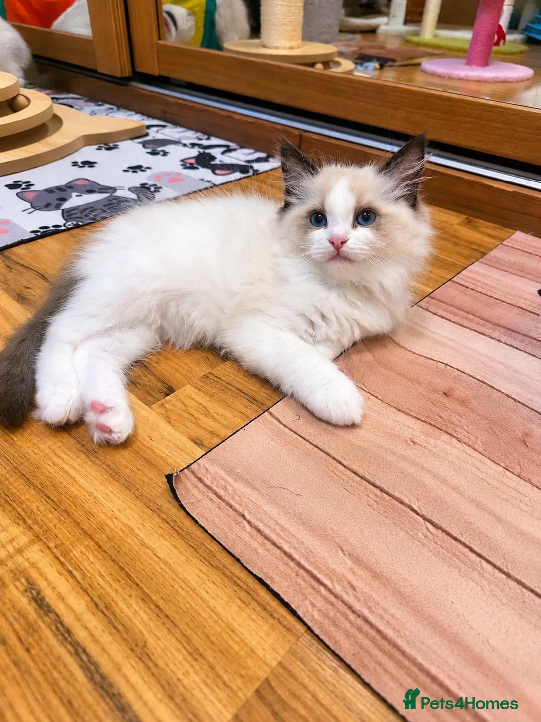 Ragdoll cats 🏆🎖 Premium GCCF Ragdoll Kittens Grand bloodlines - Advert 9