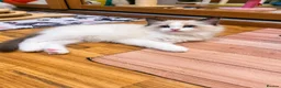 Ragdoll cats for sale: 🏆🎖 Premium GCCF Ragdoll Kittens Grand bloodlines - Advert 5