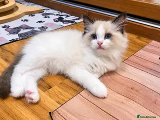 Ragdoll cats 🏆🎖 Premium GCCF Ragdoll Kittens Grand bloodlines - Advert 9