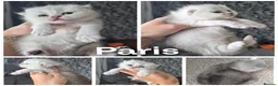 British Shorthair cats for sale: Registered Golden & Black tipped  - Advert 5