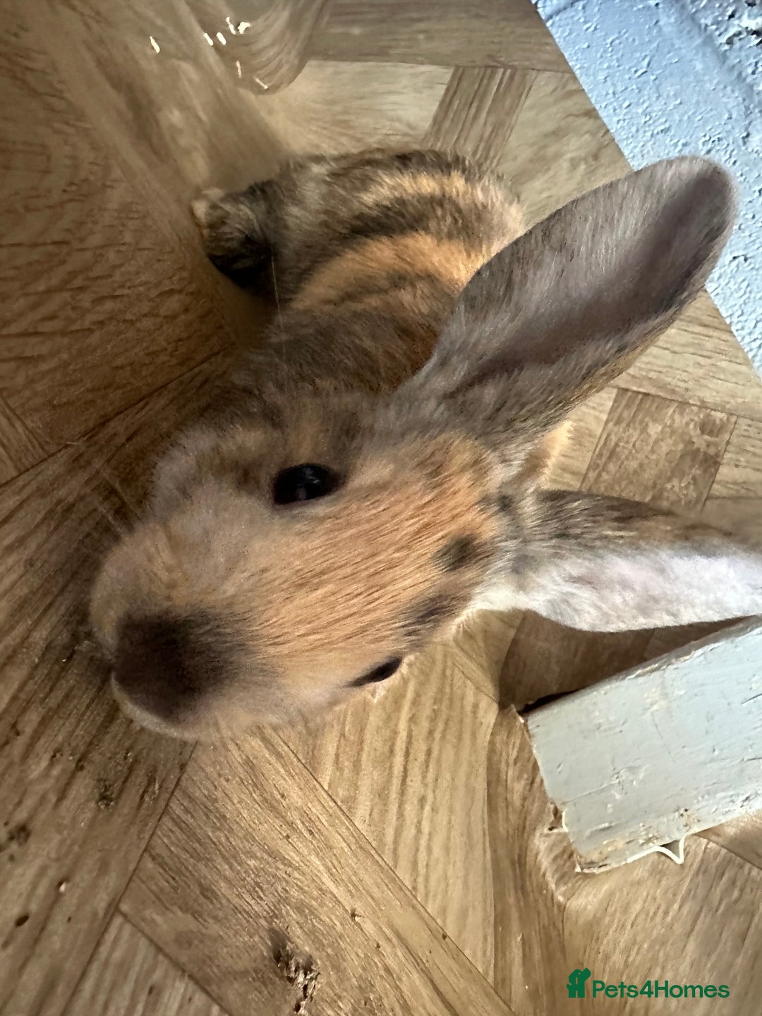 Mixed Breed rabbits for sale: Baby Rabbits  - Image 6