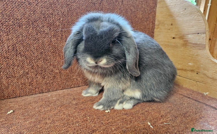 Mini Lop rabbits - Advert 8