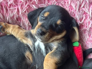 Mixed Breed dogs - Advert 23