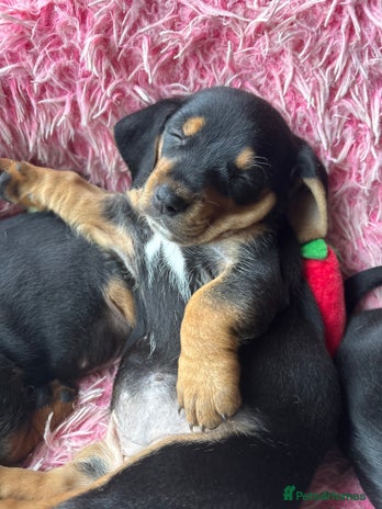 Mixed Breed dogs - Advert 1