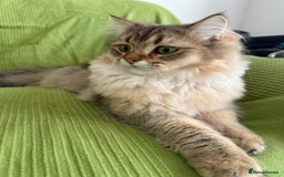 British Longhair cats for sale: British Longair and Shorthair Kittens for sale - Image 1