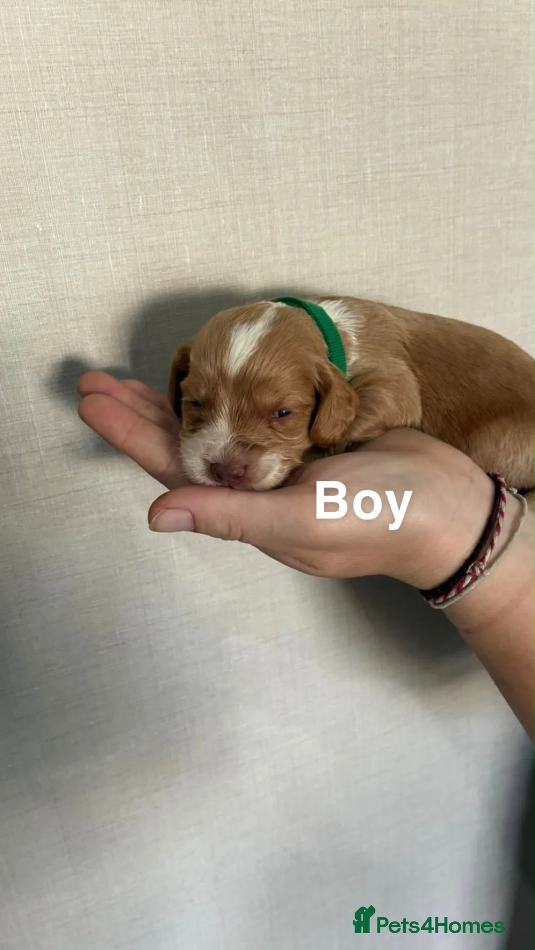 Cocker Spaniel dogs for sale: Cocker Spaniel Puppies - Advert 1