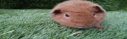 Guinea Pig rodents for sale: Rex guinea pigs  - Advert 7