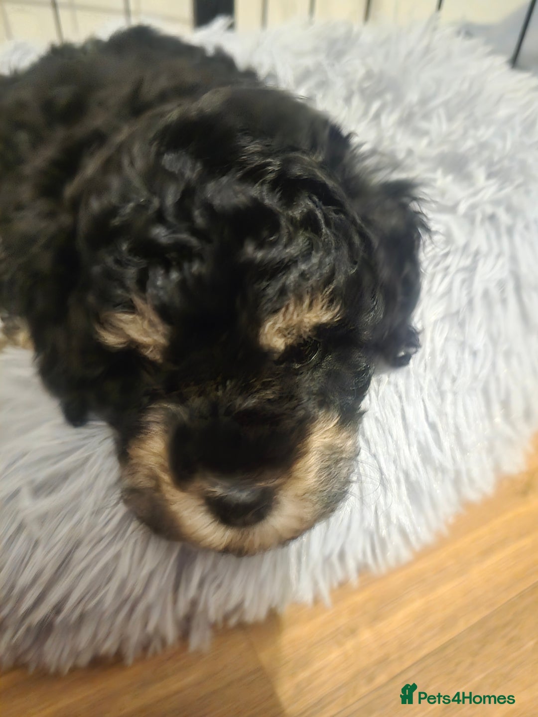 Cockapoo dogs for sale: Gorgeous cockerpoo puppies - Advert 22