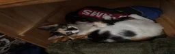Mixed Breed cats for sale: 2 beautiful baby kittens - Advert 1
