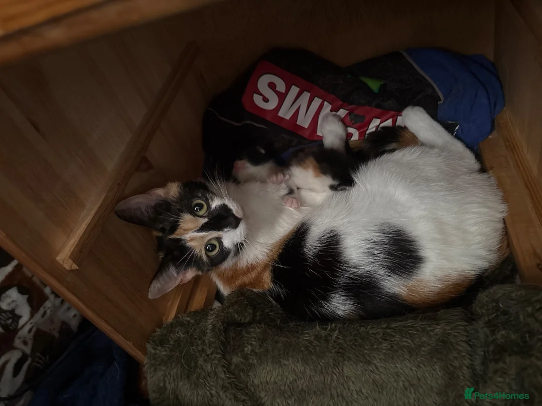 Mixed Breed cats for sale: 2 beautiful baby kittens - Advert 1