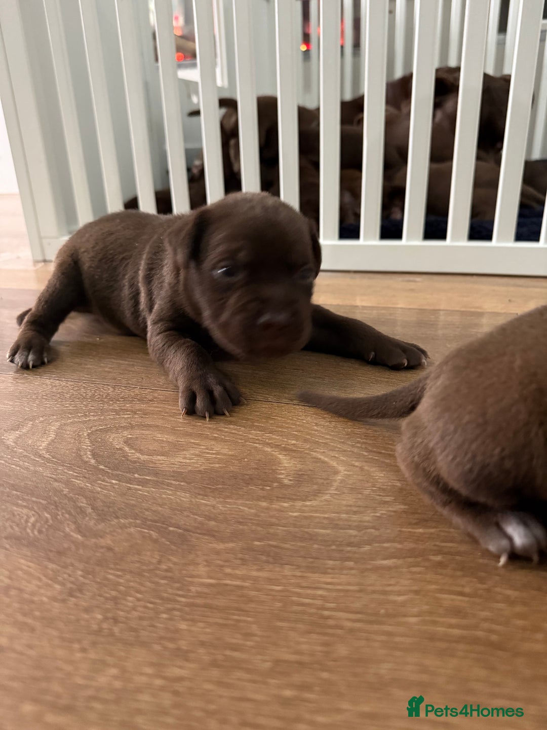 American Bull Staffy dogs for sale: Staffy Bull Puppies - Image 27