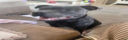 Staffordshire Bull Terrier dogs for sale: Blue Staffy - 7 months old in Bury Saint Edmunds - Advert 2
