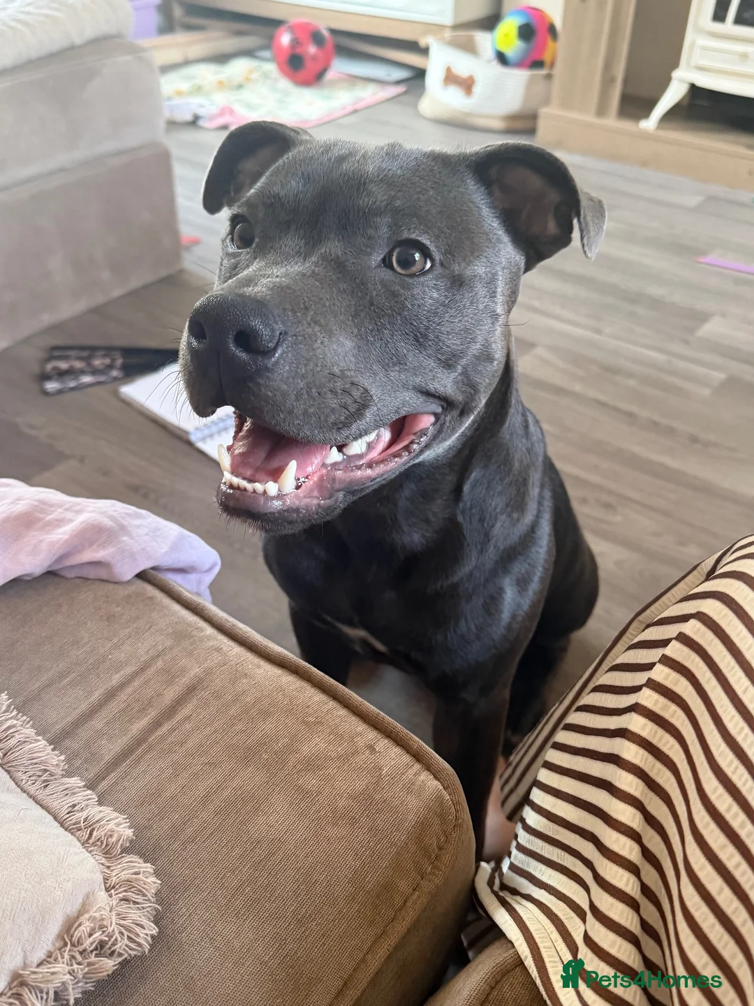 Staffordshire Bull Terrier dogs for sale: Blue Staffy - 7 months old in Bury Saint Edmunds - Advert 2