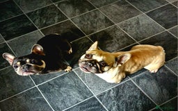 French Bulldog dogs for sale: Frenchie needs good home - not around children - Image 4